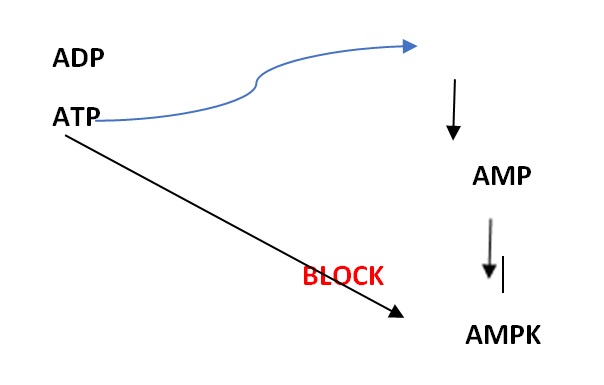 ampk-fig-1