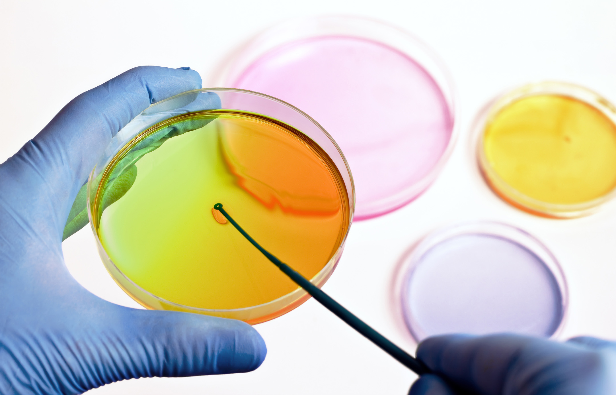 A person in gloves taking a swab of a petri dish