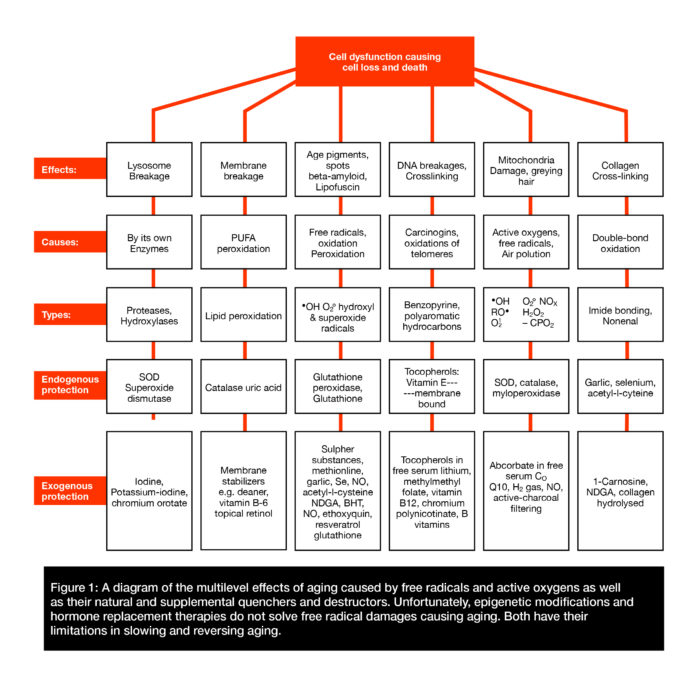 A diagram of the effects of aging caused by free radicals