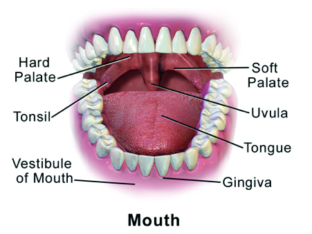 Open mouth diagram with tags describing the specific anatomy of the mouth 