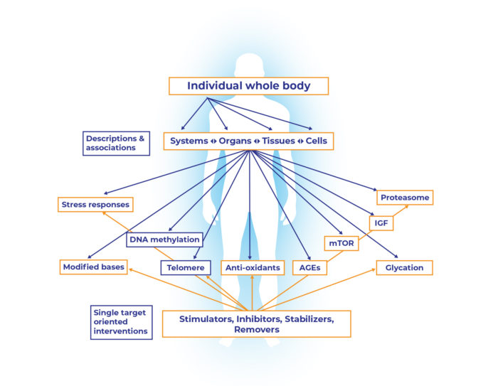 Graph of a individual body with systems, organs, tissues and cells