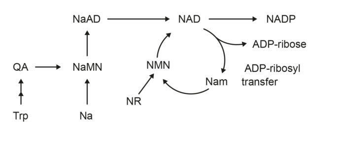 NAD cycle