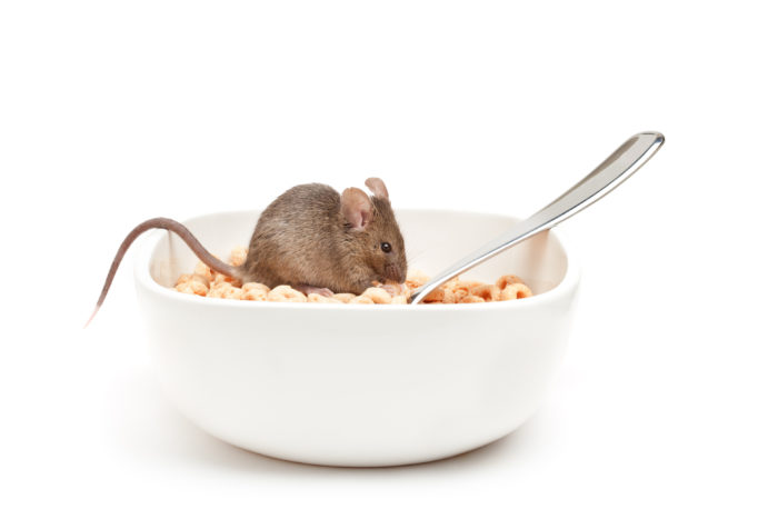 A little brown mouse sitting in a bowl of cereal hoops