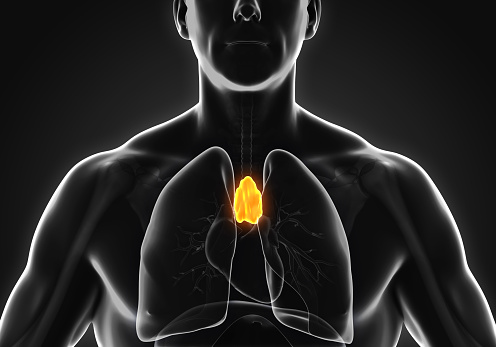 A person with the thymus gland glowing in yellow