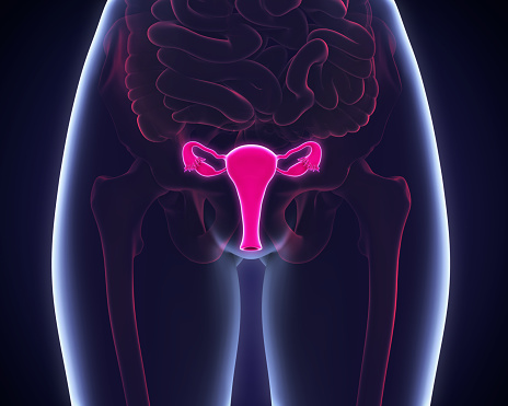 A 3D diagram of a woman's body with a highlight on the reproductive system