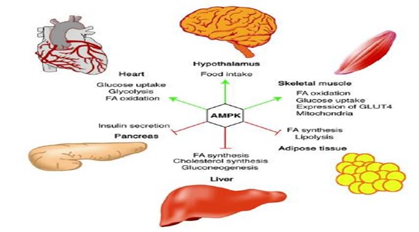 ampk-fig-2