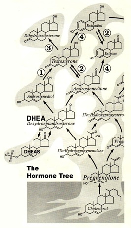 arteries-pm-fig-2