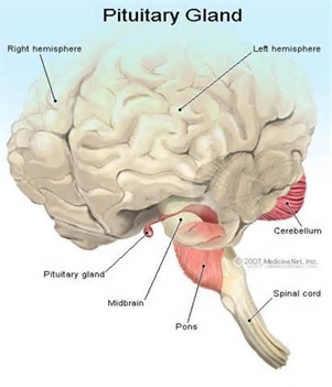 ghrp-fig-1