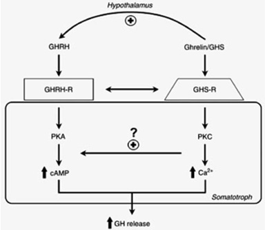 ghrp-fig-4