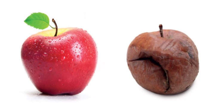 Two red apples, one is fresh and the other old and wrinkly