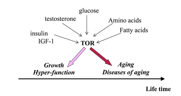 men-age-fig-2