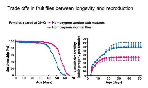 men-age-fig-4