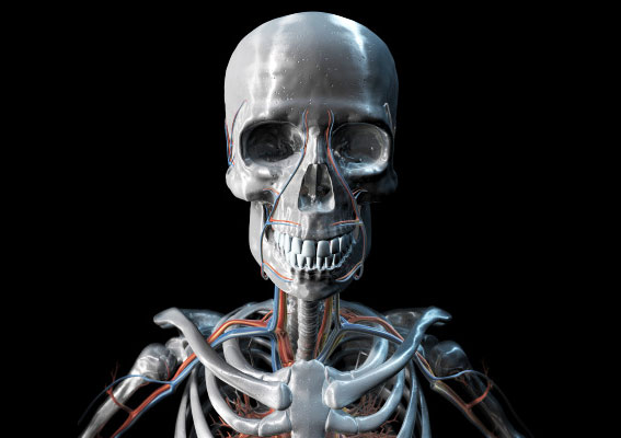 3D metal skeleton with blue and red veins