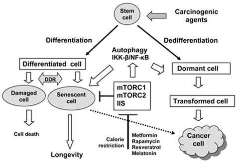 mtor-fig-2