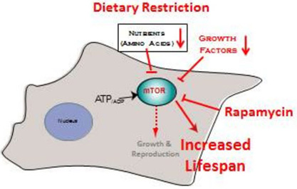 mtor-fig-4