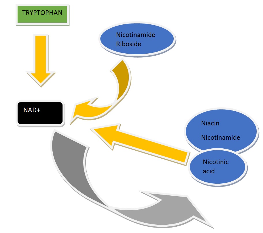 nad-fig-1