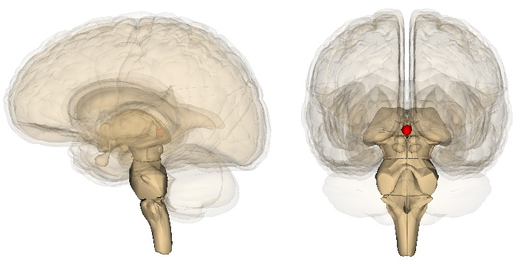 3D brain scan render with a red highlight on the pineal gland