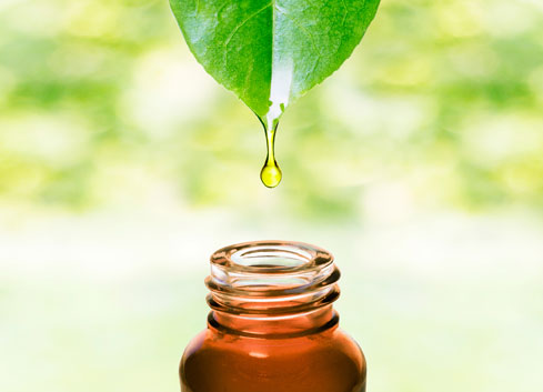 A green plant leaf dropping oil into a brown glass bottle