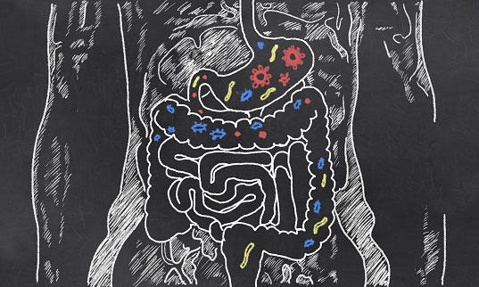 Diagram of the intestines with colourful bacteria inside drawn on a chalkboard