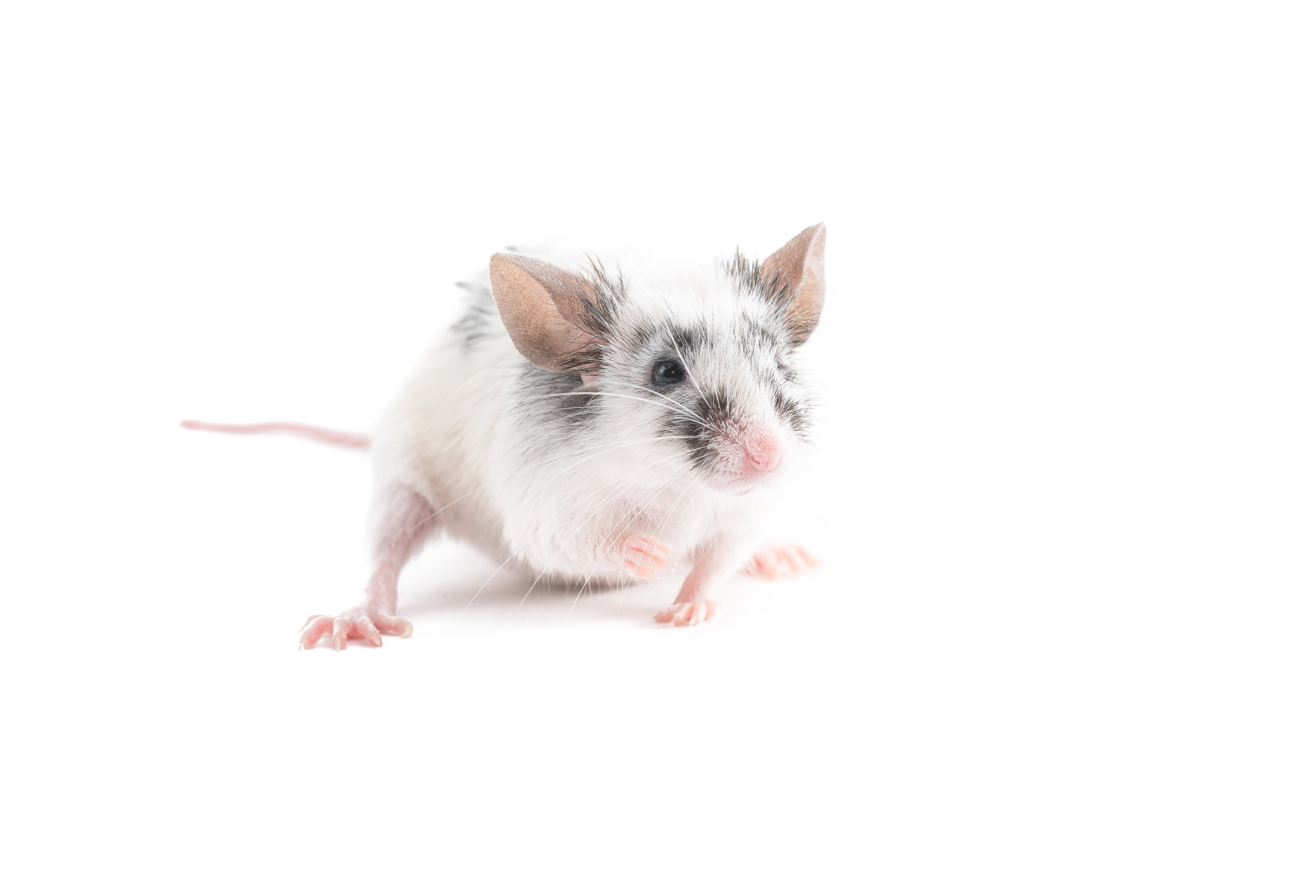 A small white and black mouse