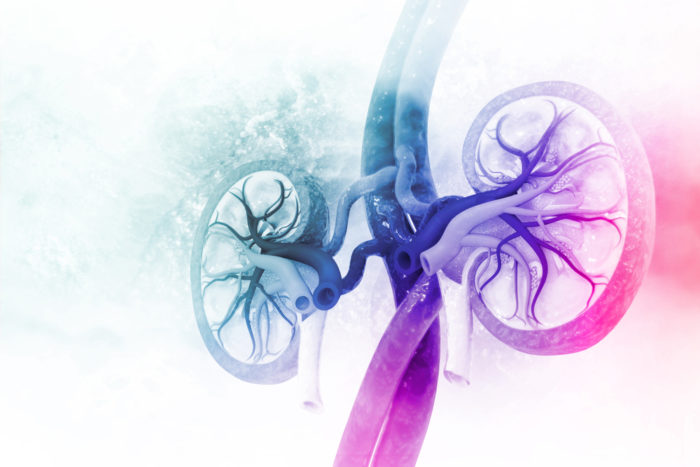 Animated image of kidneys in blue and purple