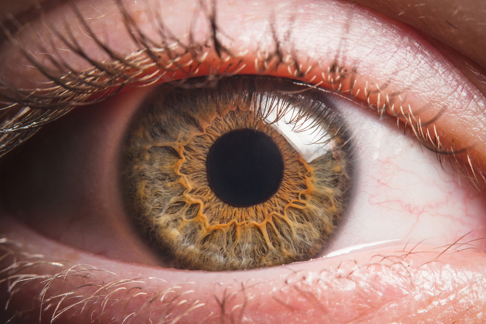Close up of a hazel eyeball