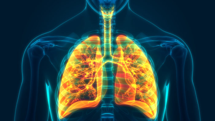 Image of the inside of a human with highlighted lungs