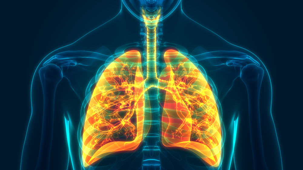 Image of the inside of a human with highlighted lungs