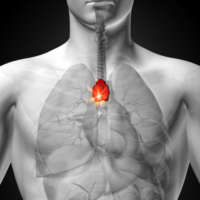 Image of the inside of a human with a highlighted red lump above the heart