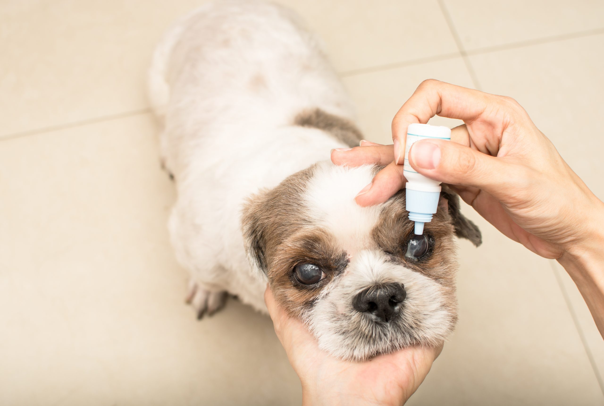 Person putting eyedrops into their dogs eye