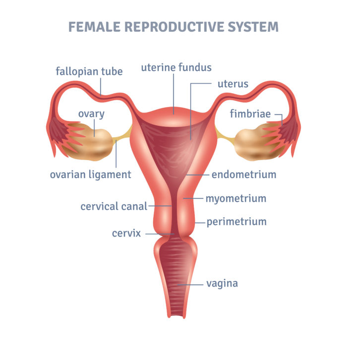 A diagram of the female reproductive systems with labels showing the atomical names
