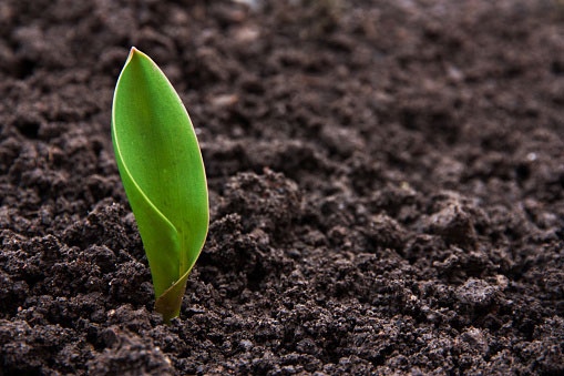 A small green leaf sprouting out of fresh brown soil