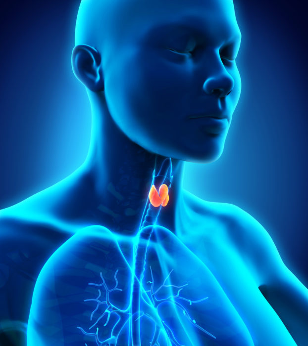 Blue animated image with the thyroid gland highlighted in red