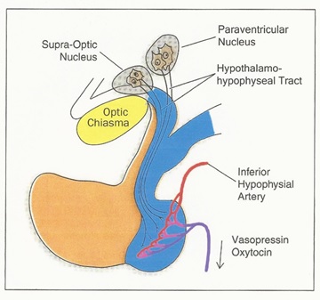 vassopressin-mth-fig-1